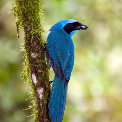 Amazon_Yasuni_BlueJay_WildlifePhotography_ATC