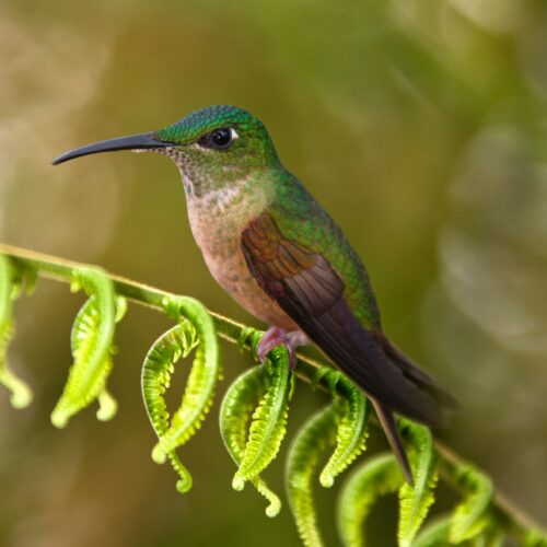 Andes_AndeanHummingbird_MindoCloudForest_ATC